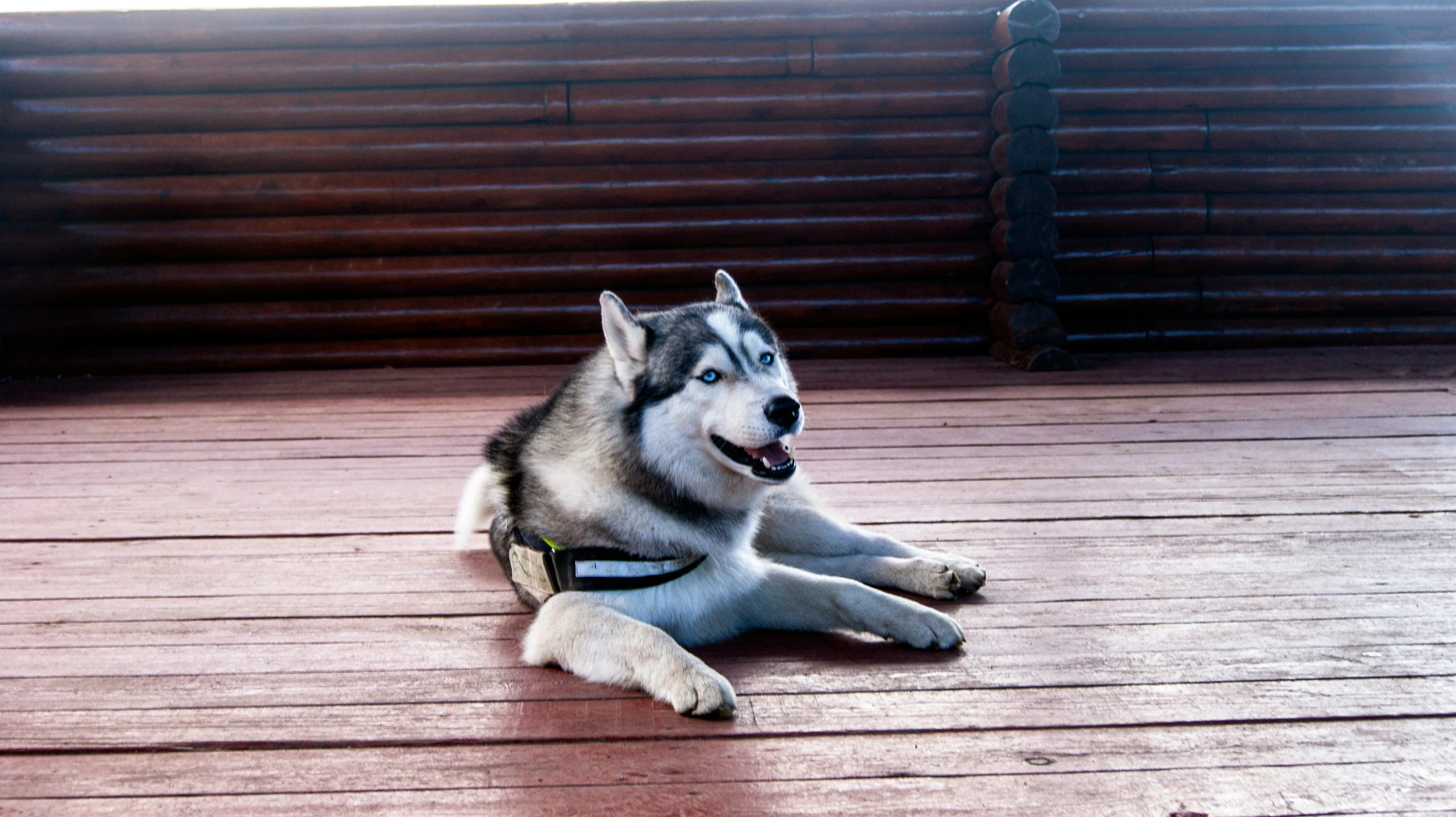 a husky lying on top of a wooden deck