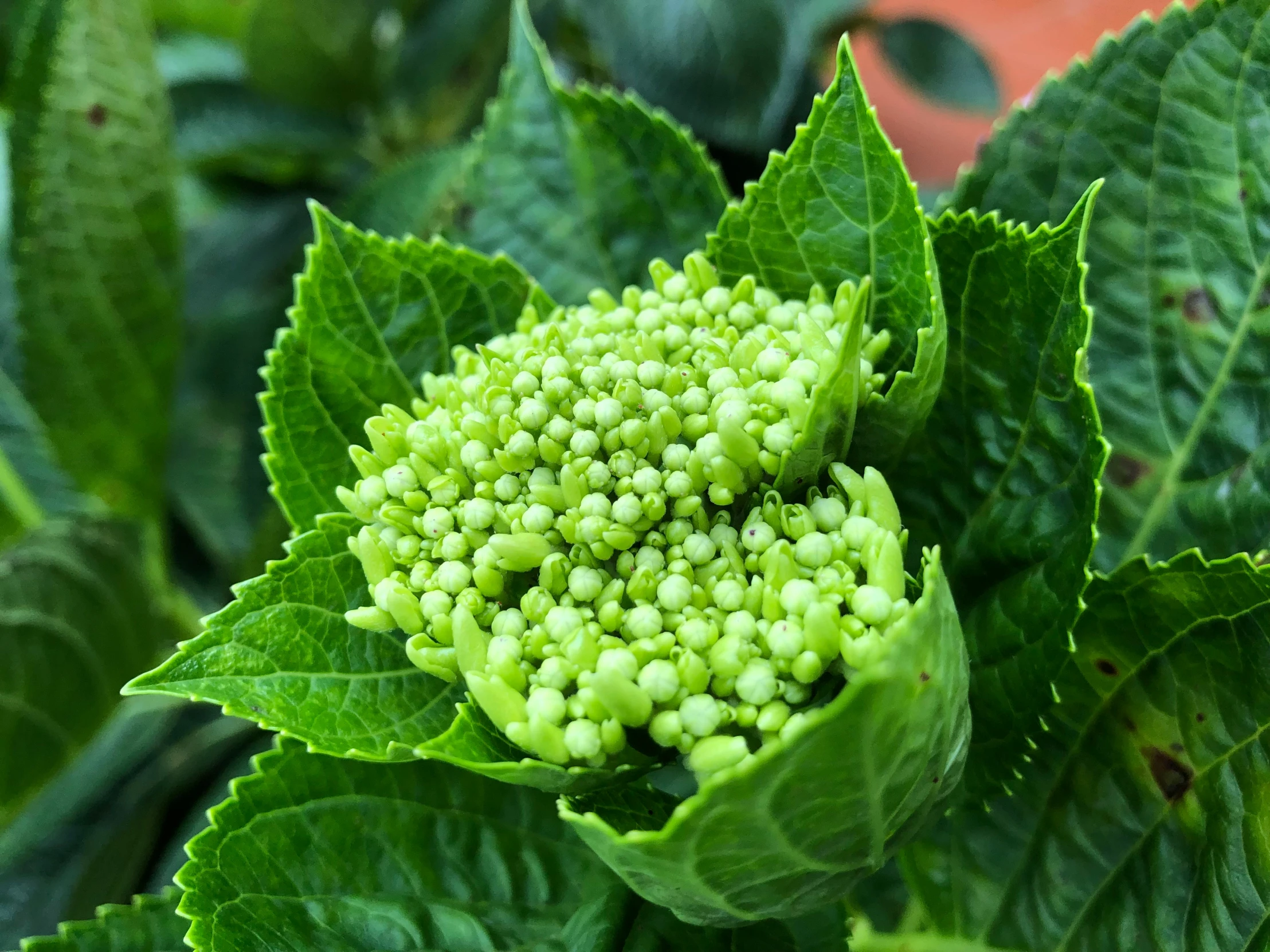 a broccoli plant with several buds on it