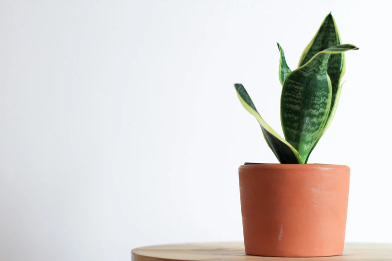 a cactus in a pot sitting on top of a table