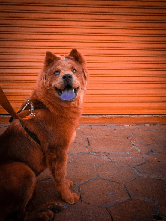 a dog that is sitting down outside of a building