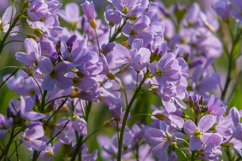 purple flowers blooming in the grass