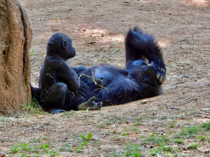 there is a gorilla laying down on the ground