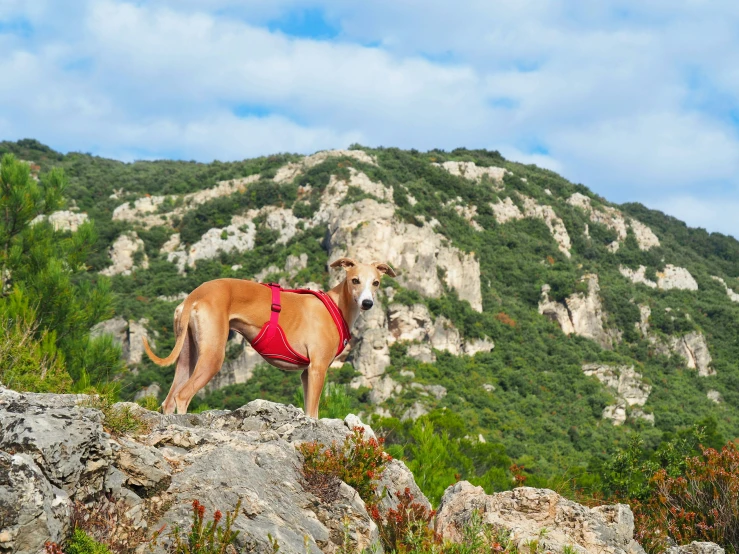 a large brown dog wearing a red shirt on top of a mountain