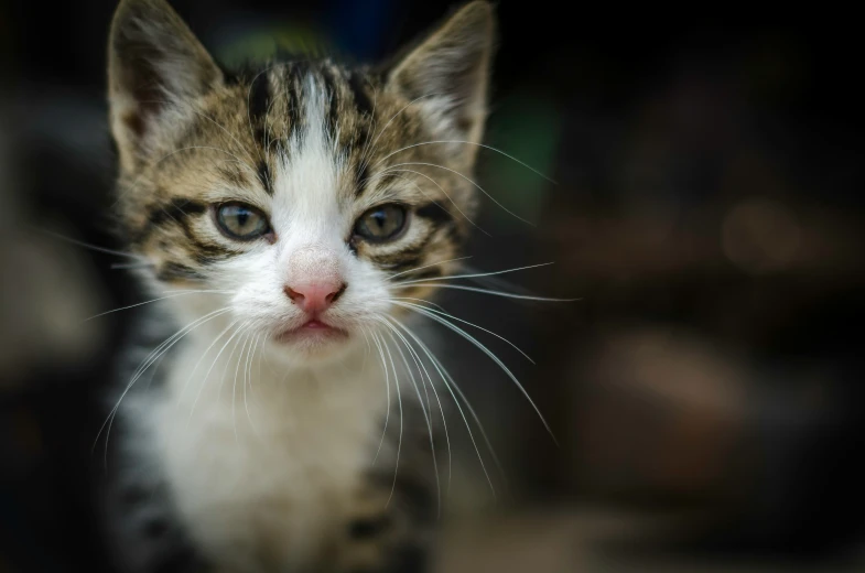 this cat is looking in to the camera