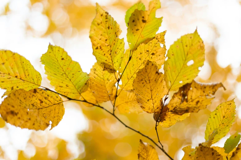 yellow and green leaves with brown spots on them