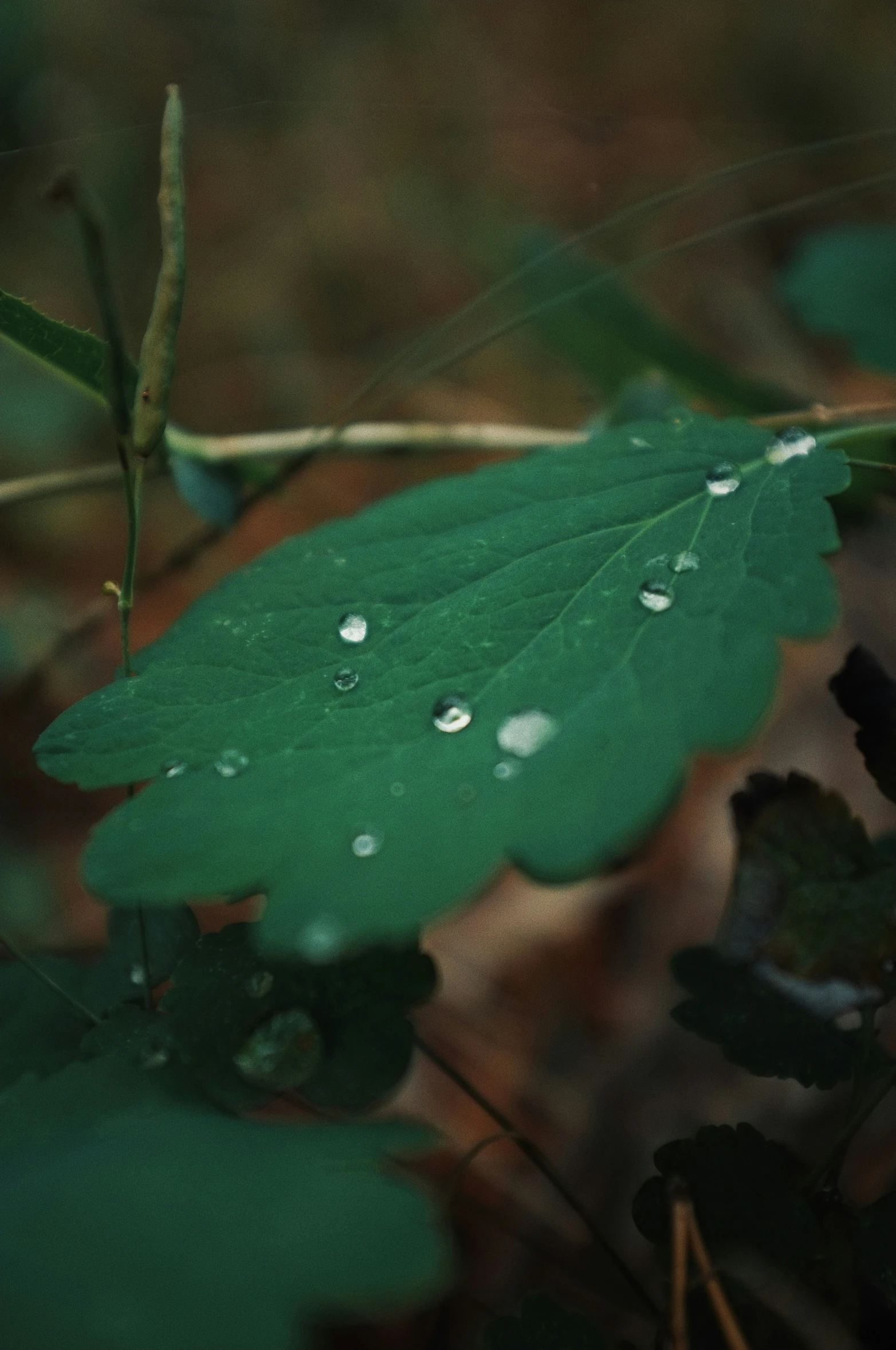 drops of water are being used on this leaf