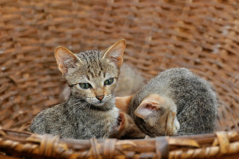 two little kittens are in a basket one has its eyes closed