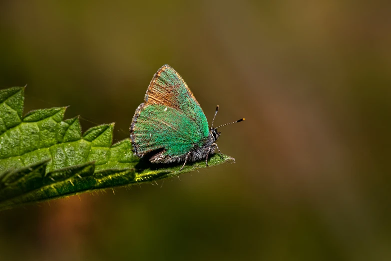 a blue and green erfly sitting on top of a green leaf