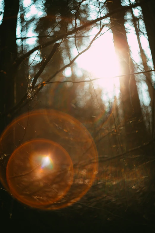 a light shining through the trees in the forest