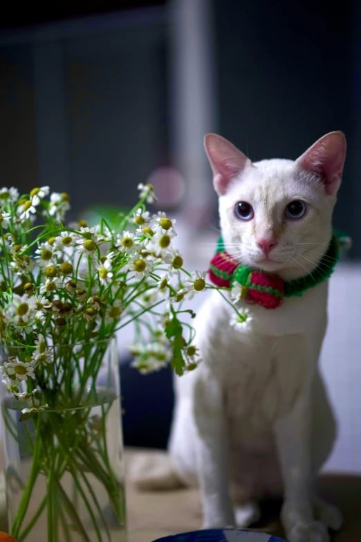 a white cat standing next to a vase filled with flowers