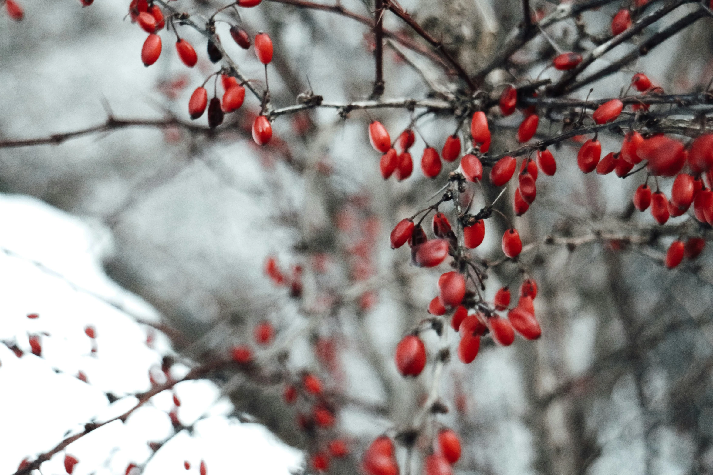 berries hang on the nches of an icy tree