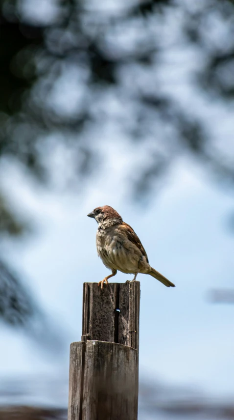 a small bird sitting on top of a wooden post