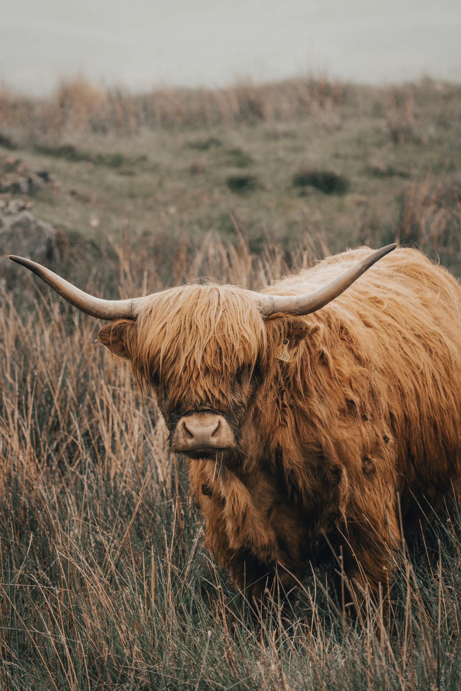 long horn bull with very large horns in grassy field