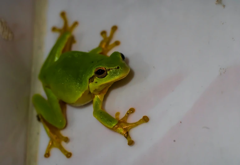 the small frog is standing on top of a sheet