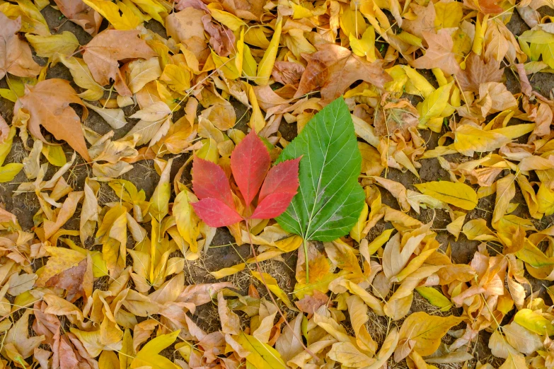 some red and green leaves are laying in the grass