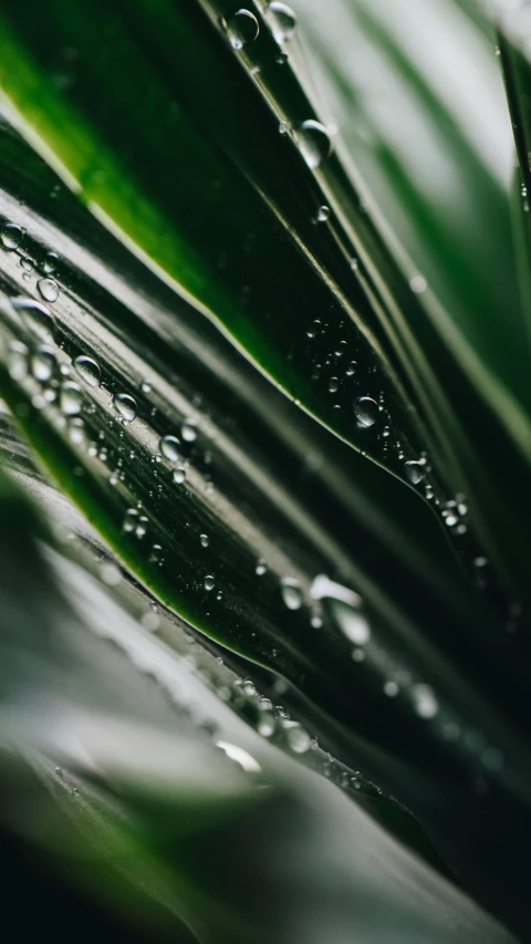 closeup s of green leaves with water droplets