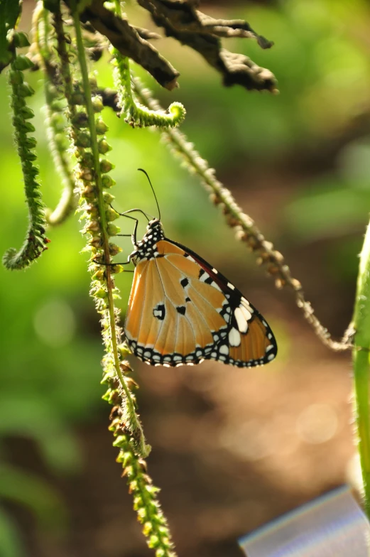 a single erfly with one wing spread out on a plant