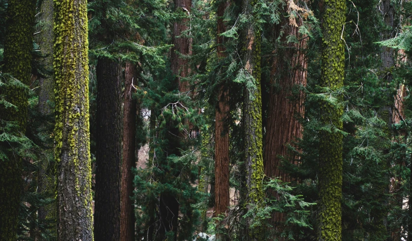 a group of trees in a forest filled with green moss