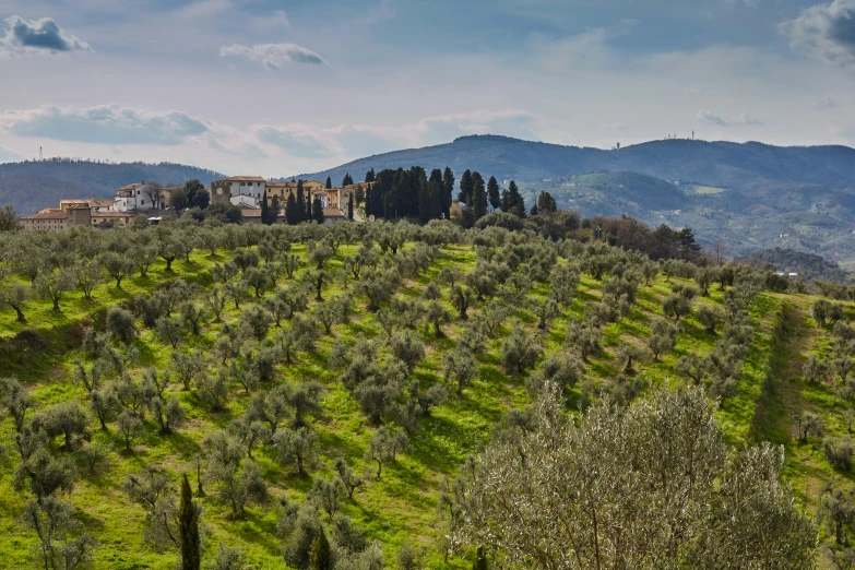 an old town sits on top of the hill above the olive trees