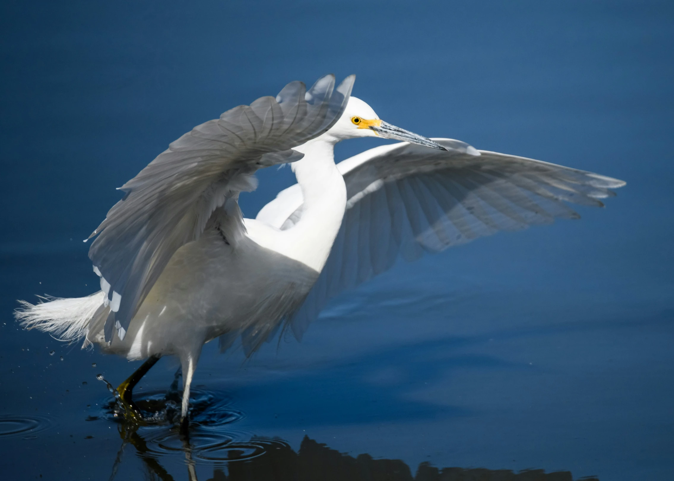 the egret is trying to take off from the water