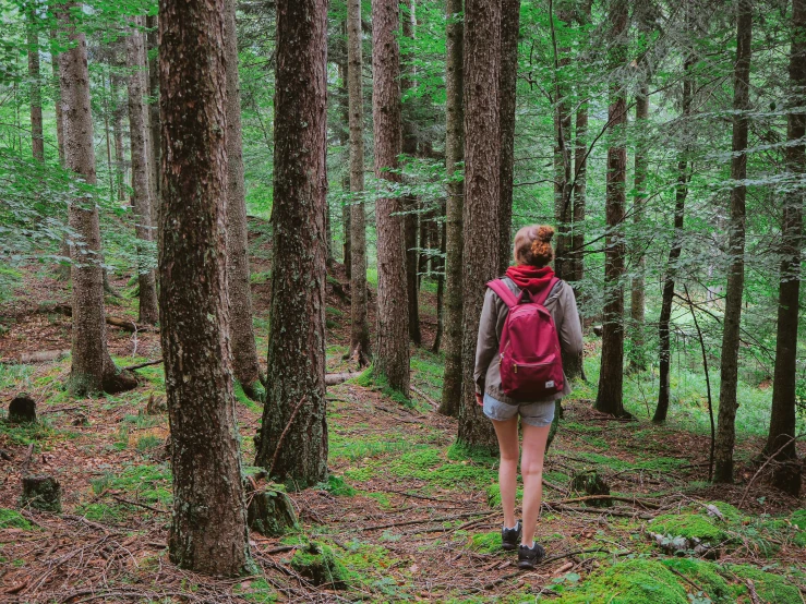 a woman hiking through a pine forest on a trail