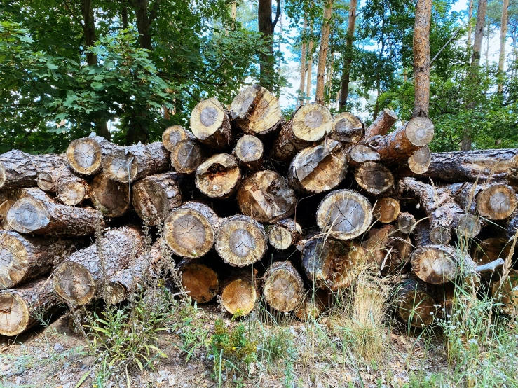 a pile of trees that have been cut and stacked