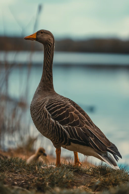 a gray duck is standing on the grass