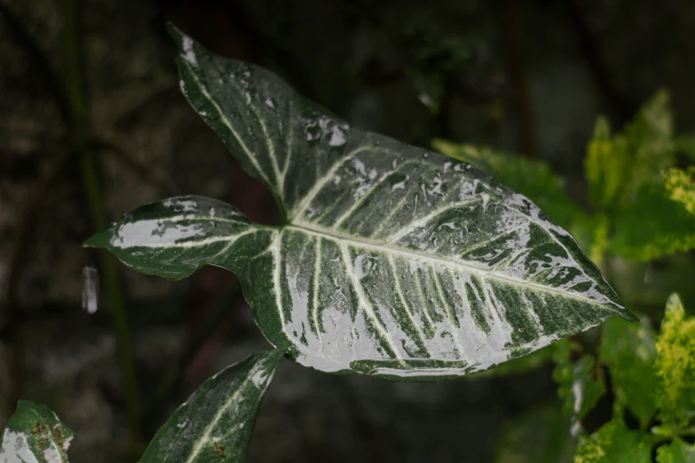 a close - up s of a large leaf that has spots all over it