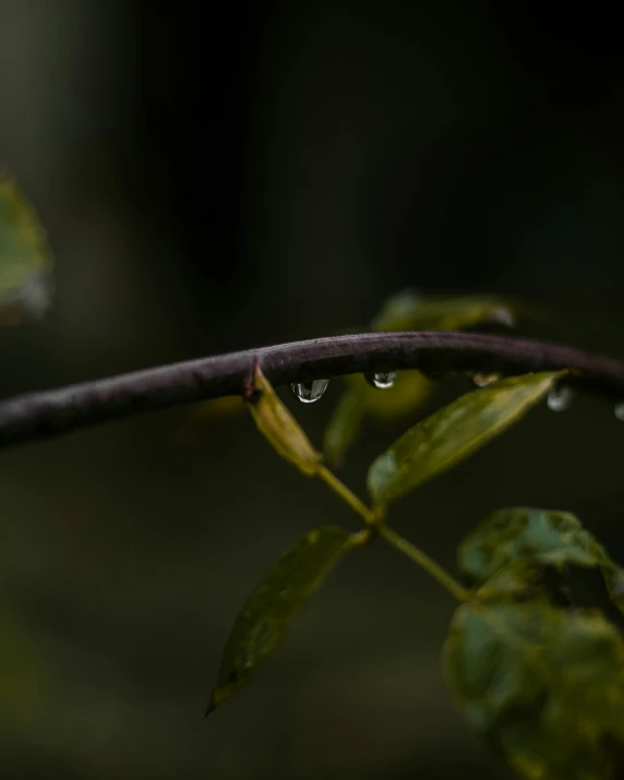 a leaf with drops of water on it