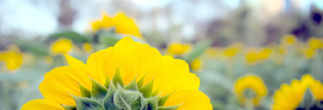 a large group of yellow flowers in a field