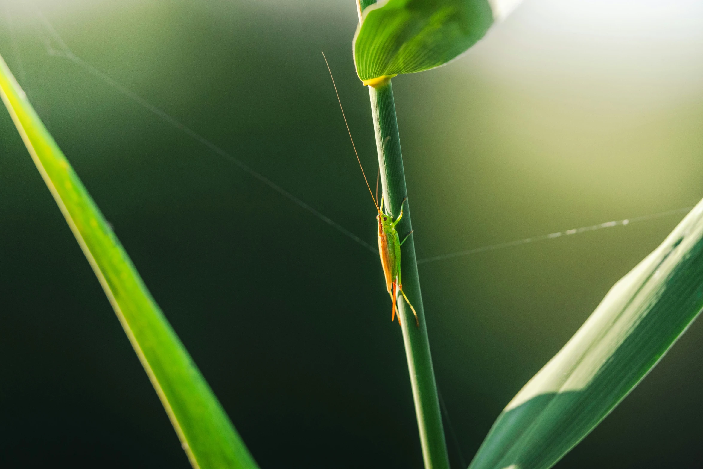 a close up image of a praying mantissa on a long stalk