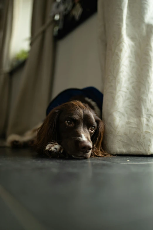 a dog that is laying down on the floor