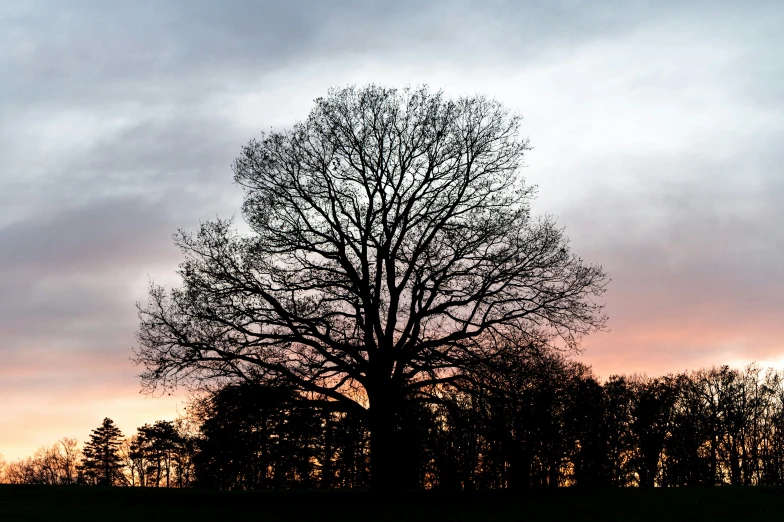 silhouette of tree on the horizon at sunset