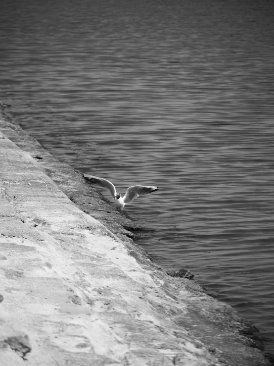 seagull taking flight from the edge of a concrete walkway