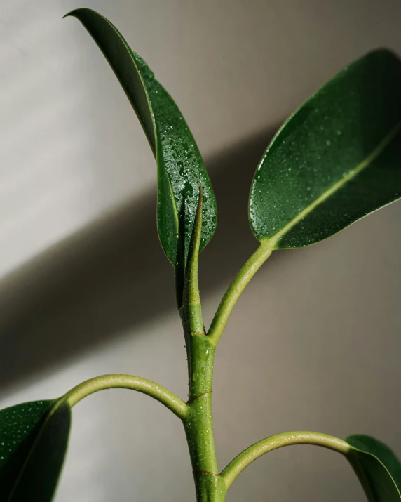 a green plant with many leaves on it