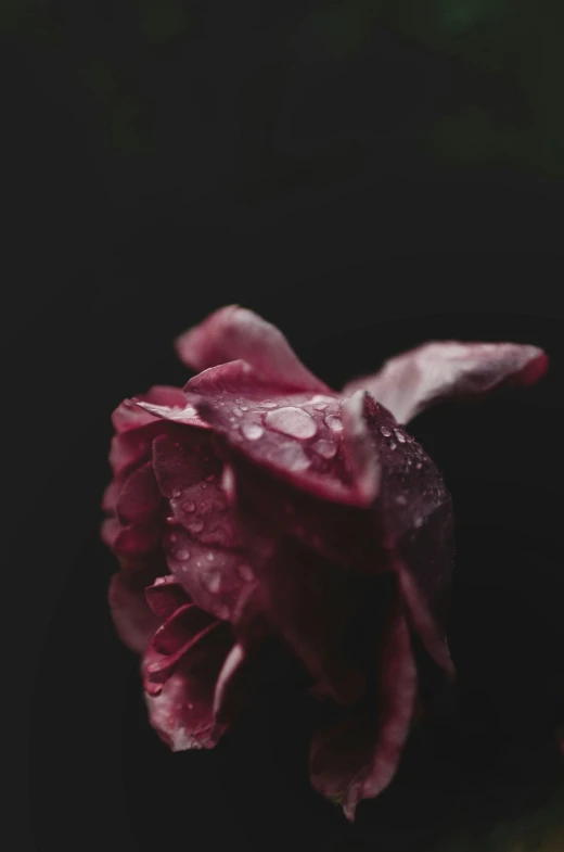 a flower with water drops on it sitting in the dark