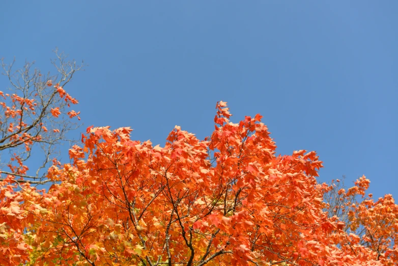 a bunch of orange leaves on trees against the blue sky