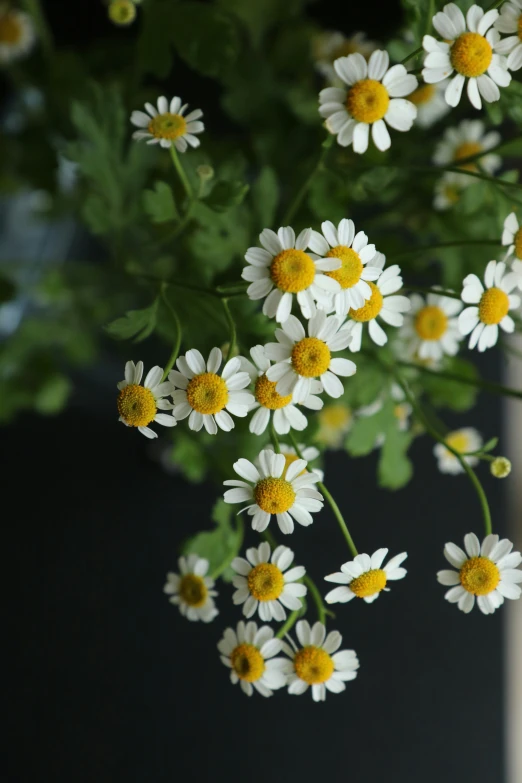 white and yellow flowers on the top of a plant