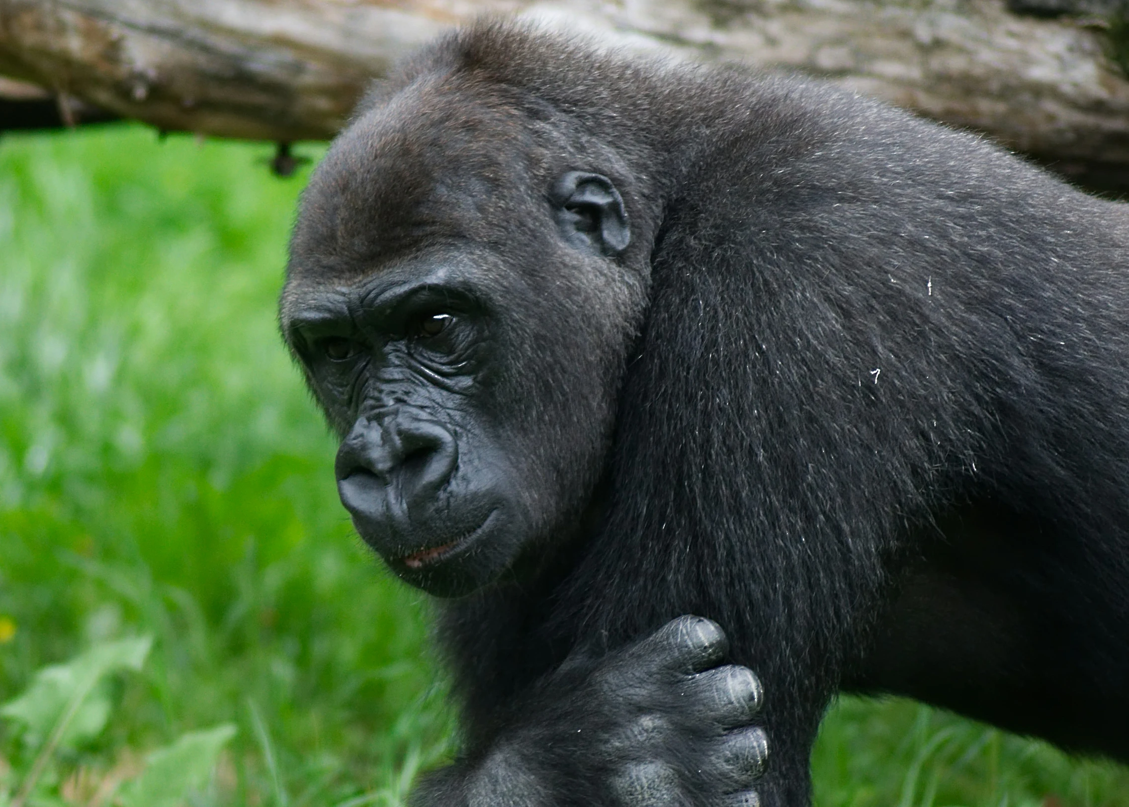 a black gorilla that is standing in some grass