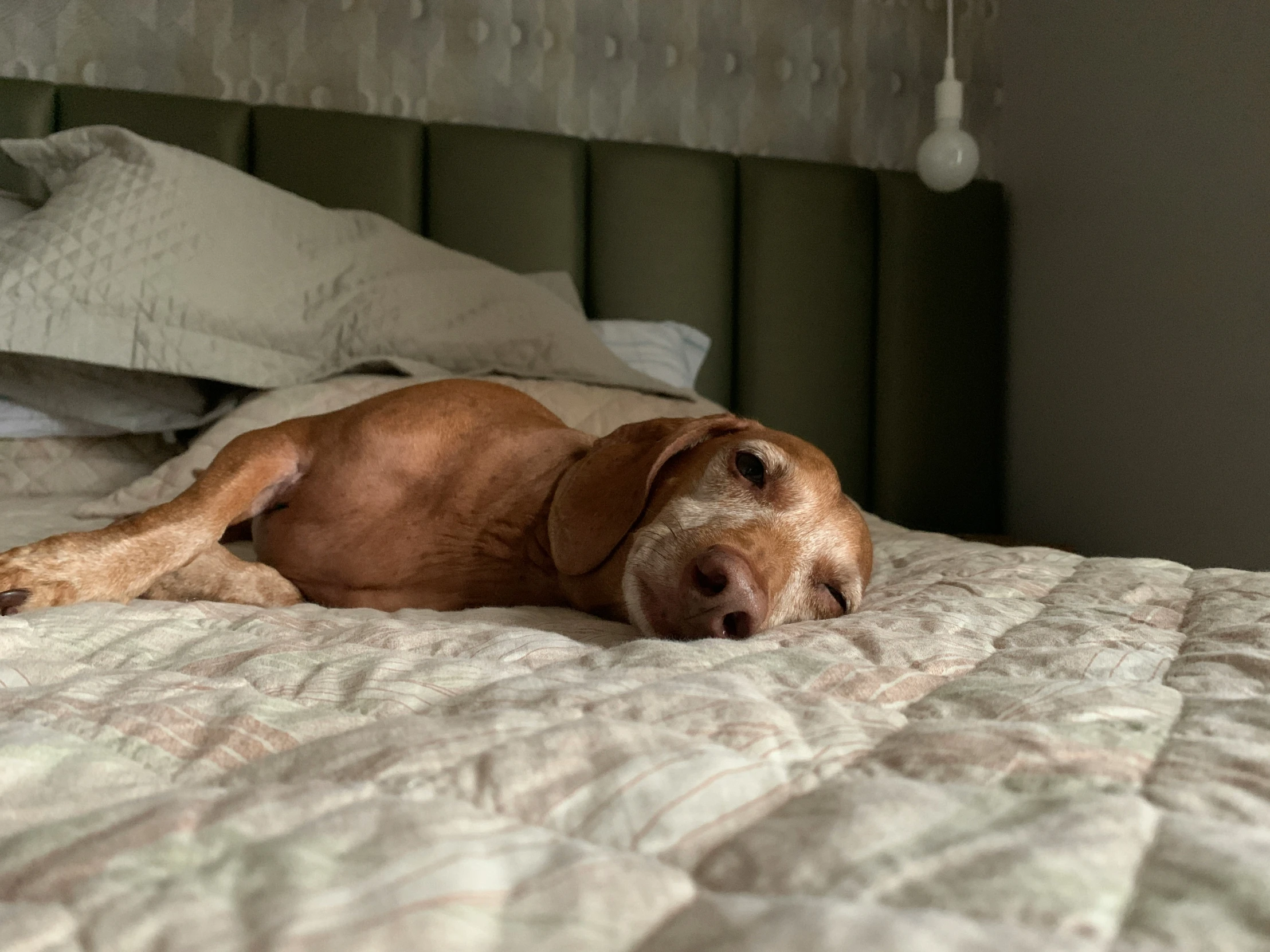 a brown dog laying on top of a bed next to pillows