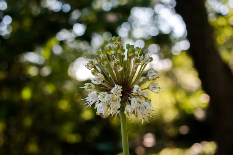 an image of a flower on the side of the road