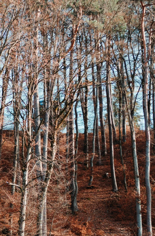 a forest filled with lots of leaf covered trees