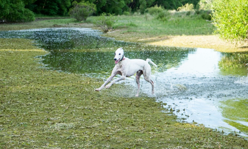 a small dog runs through a muddy ditch