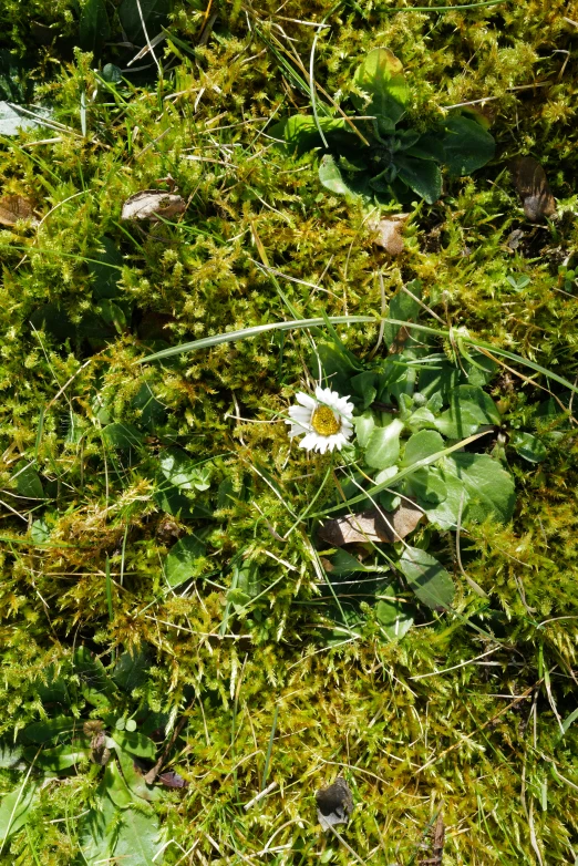 a close up view of some green plants and flowers