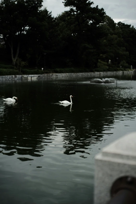 two white swans are swimming in a body of water