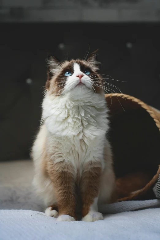 a brown and white cat sitting inside of a wooden dog house