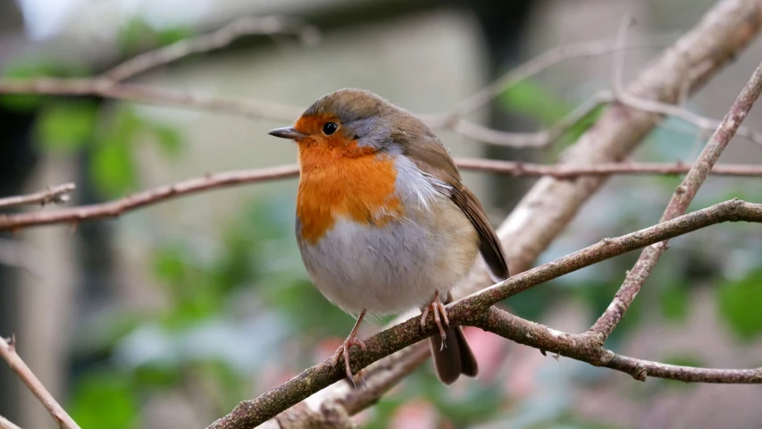 a close up of a small bird on a tree nch