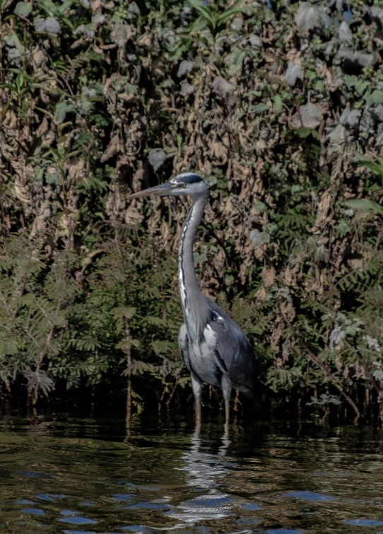 grey and white bird standing on water near trees