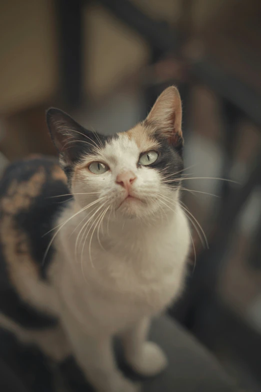 a cat with a black white and brown face and a white nose