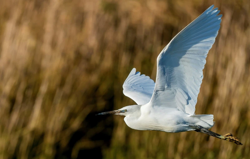 a close - up of a white bird flying over the water